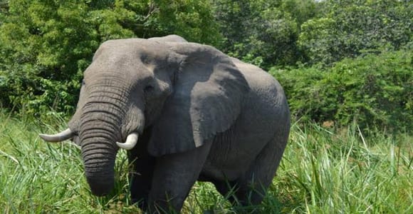 Big Five Safari Tour: Unforgettable wildlife viewing in Tanzania