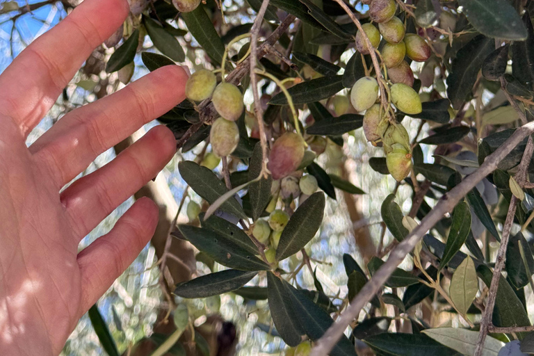 Ancient Olympia: tour, food, cooking class, and a virtual reality museum Ancient Olympia: tour, food with cooking class, virtual reality museum