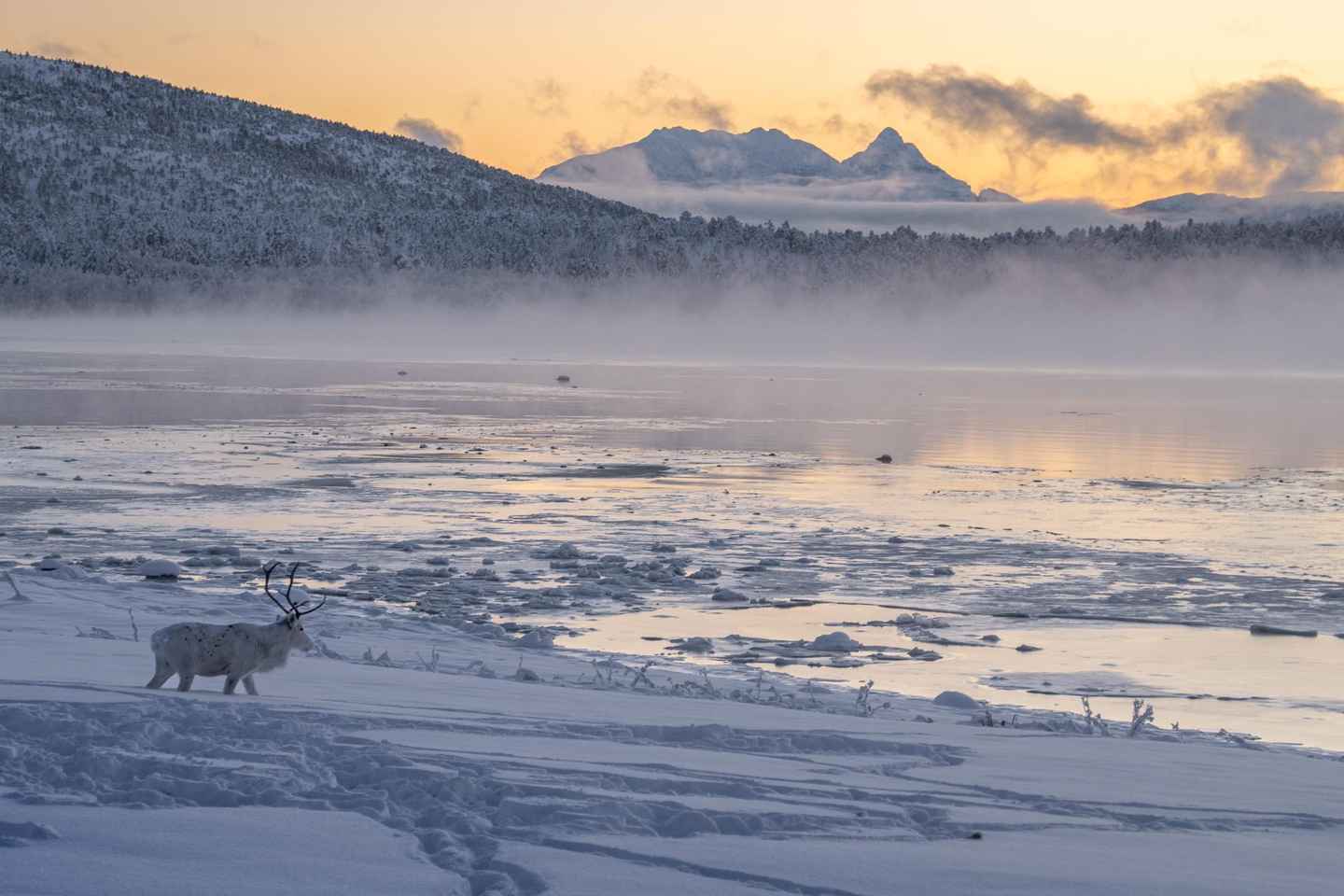 Senja: Leiðsögn um Senja
