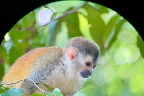 Parque Manuel Antonio: Excursão a pé guiada com um naturalistaTour particular