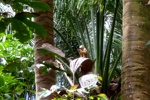 Pantano de Nariva: Experiencia de observación de monos
