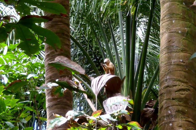 Pantano de Nariva: Experiencia de observación de monos