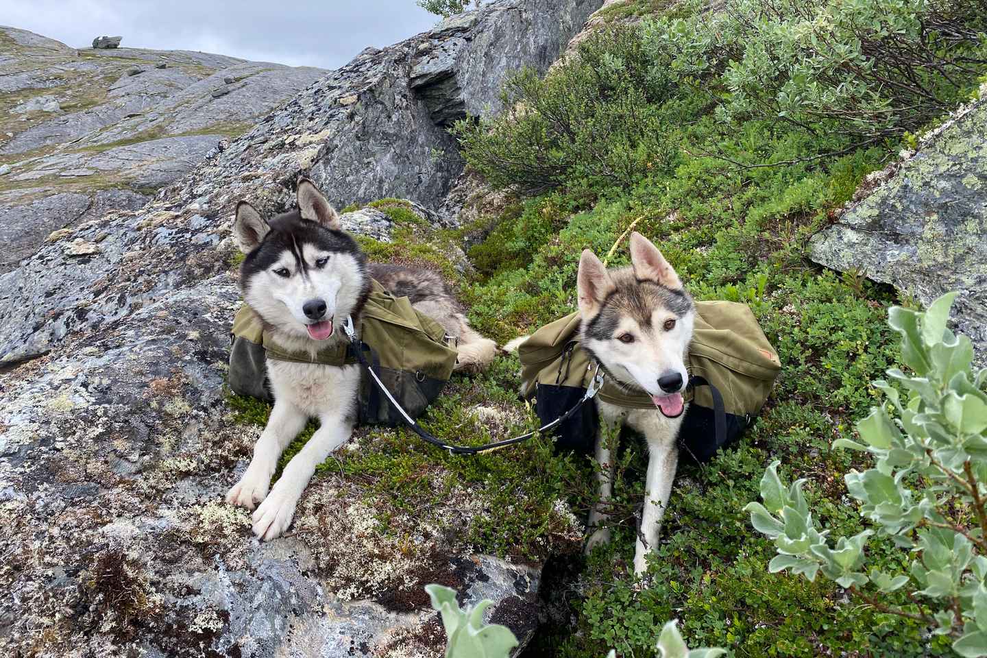 Fauske: Waldtour mit Nordlicht-Lagerfeuer & Huskys