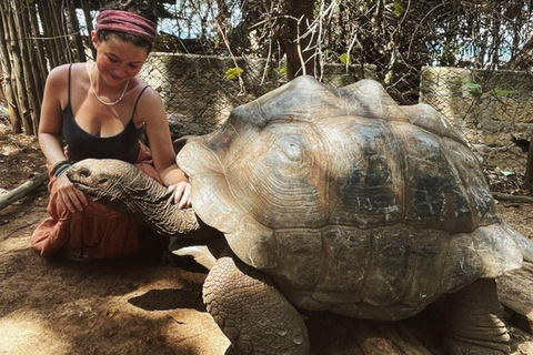 桑给巴尔：石头城、监狱岛和萨拉姆洞海龟