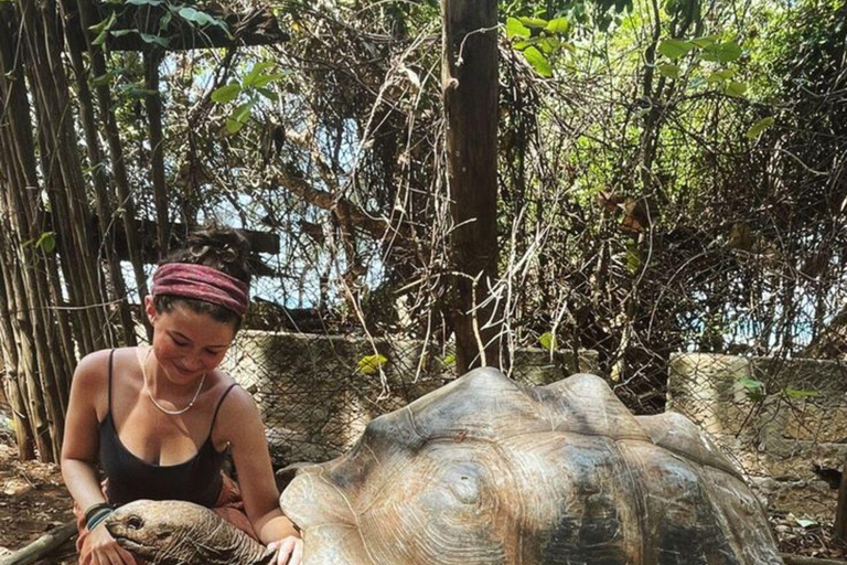 桑给巴尔：石头城、监狱岛和萨拉姆洞海龟