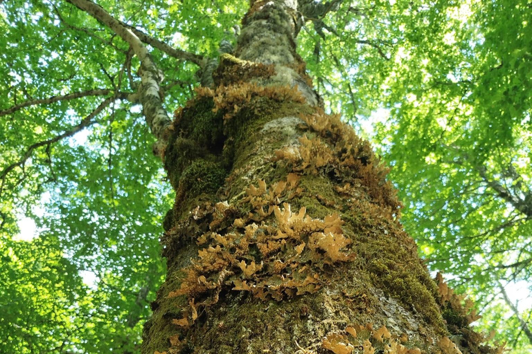 Pescasseroli from above: Great Maple Tree Guided Hike