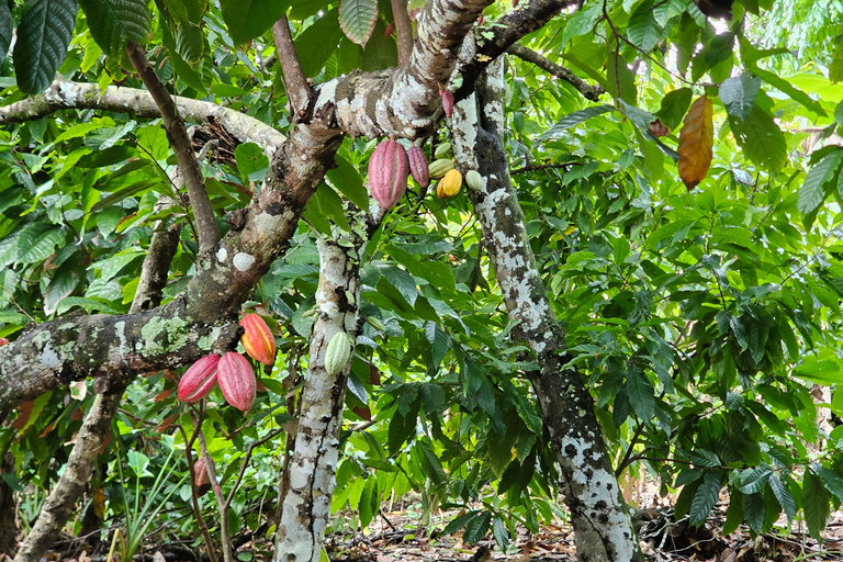 Tour individuale di una giornata intera &quot;Land &amp; People&quot; - da/per Bávaro/Punta Cana