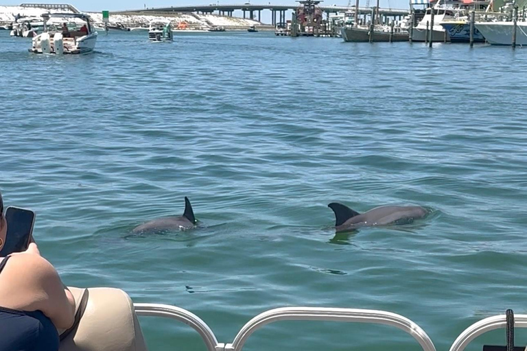 Destin: Destin Dolphin Harbor & Bay Boat Tour