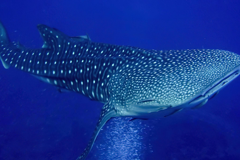 Zanzibar: Mafia Island Whale Shark Snorkeling Day Trip