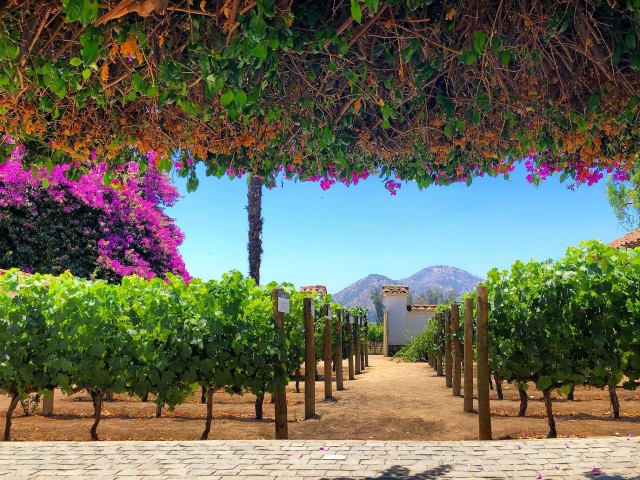 Visit Sensory Journey Santa Rita Vineyards Tour in Vitacura, Santiago, Chile