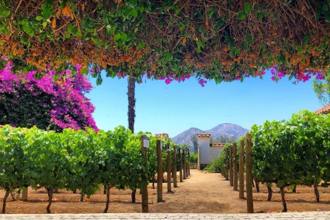 Viaje Sensorial: Visita a los viñedos de Santa Rita