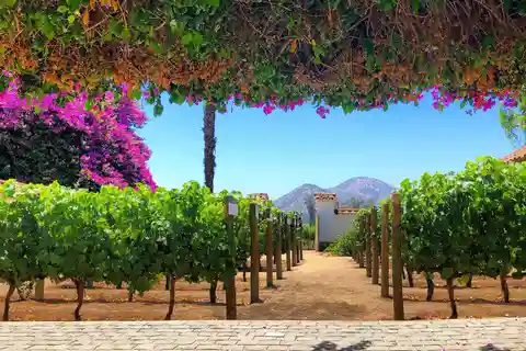 Viagem sensorial: Passeio pelos vinhedos de Santa Rita