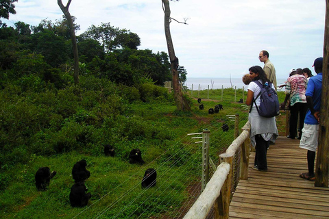 Entebbe: Senderismo en chimpancé en la isla de Ngamba