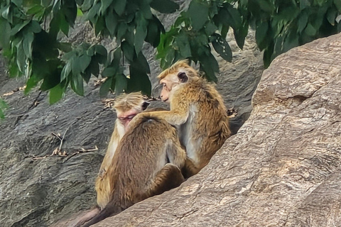 Kandy: Polonnaruwa, Sigiriya & Dambulla Private Tour