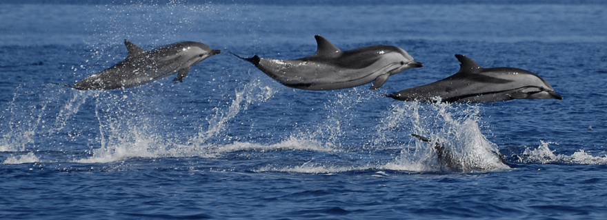Mirissa : Croisière touristique pour les baleines et les dauphins