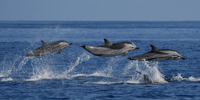Mirissa, Marine Marvels Expedition Whale & Dolphin Encounter - Hizvo