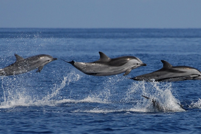 "Expedición Maravillas Marinas: Encuentro con ballenas y delfines"