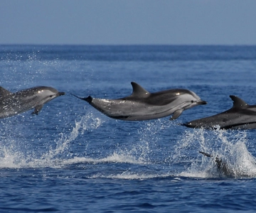 Mirissa: Whale & Dolphin Sightseeing Cruise