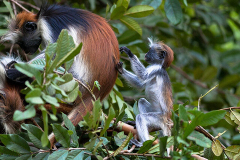 ZANZIBAR: Wyspa Więźniów, Las Jozani i Rezerwat Żółwi MorskichWycieczka prywatna z transferem z hotelu i wszystkimi opłatami za wstęp w cenie.