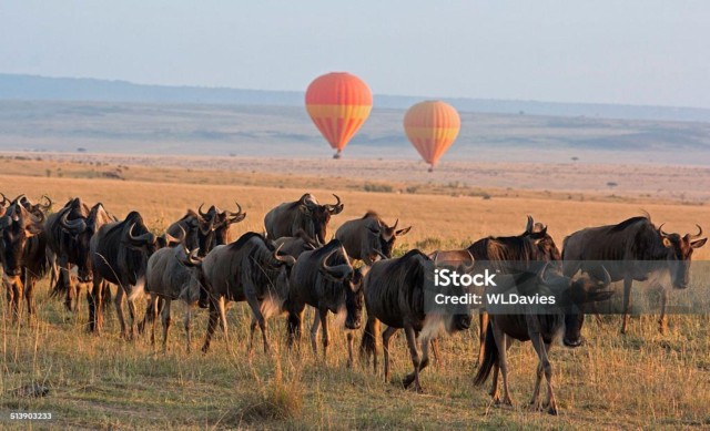 Visit Sunrise Hot Air Balloon in Masai Mara in Masai Mara