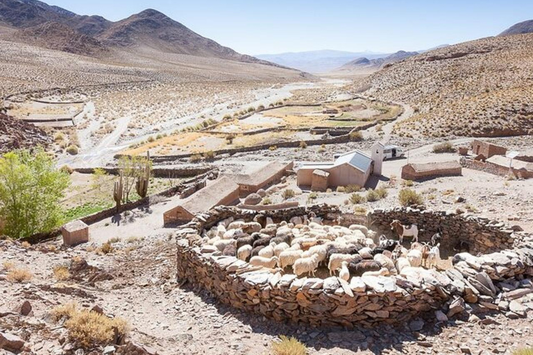 Salta: Safari to the Clouds & Salinas Grandes by 4x4