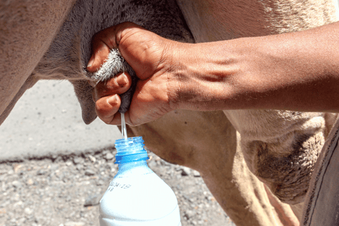 Salalah: Visita a una granja de camellos con degustación de leche y carne de camello