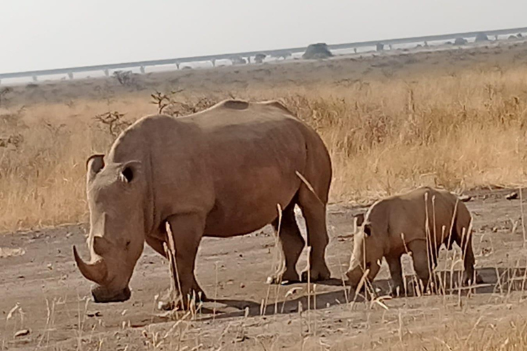 Viagem de 1 dia a Maasai Mara com serviço de busca em Nairóbi