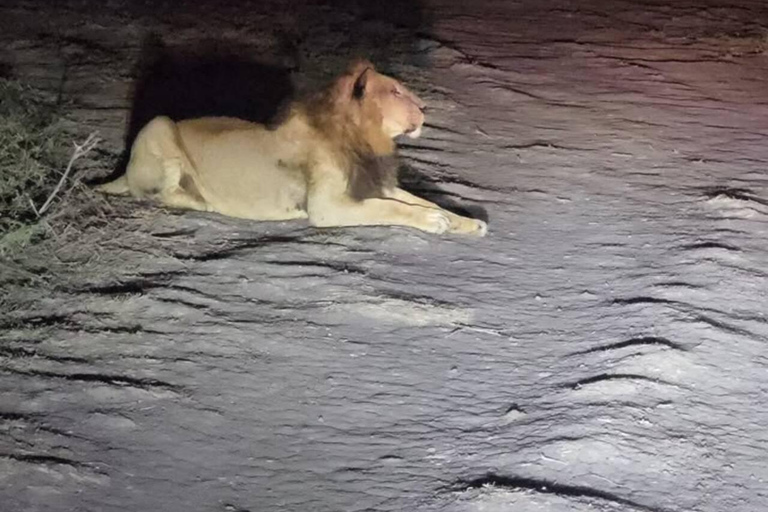 Nairobi National Park Night Safari with Armed Rangers