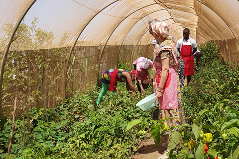 Assomada: wycieczka po farmie z lunchem i lekcją gotowania