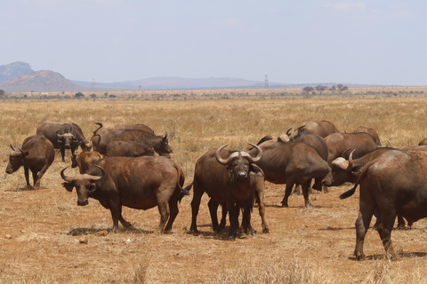From Nairobi: 2-Day Amboseli National Park Private Safari By Safari van