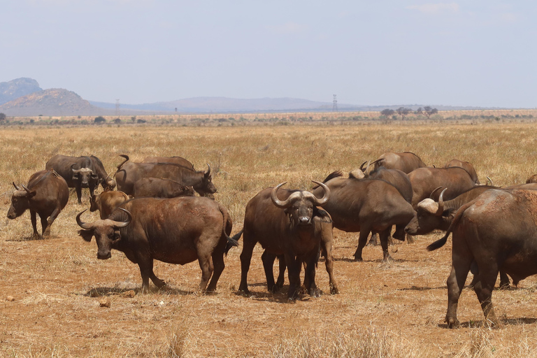 From Nairobi: 2-Day Amboseli National Park Private Safari By Safari van