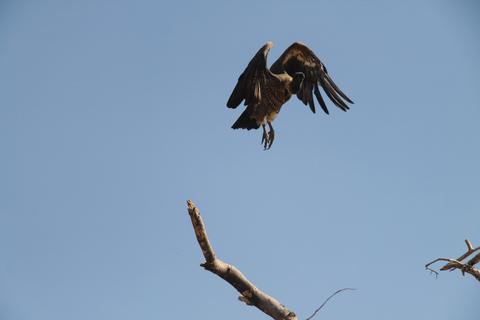 Addis Ababa: 8-Day Bale Mountains Birdwatching Tour