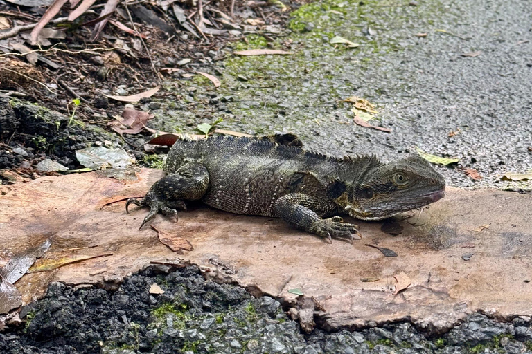 布里斯班：斯普林布鲁克七瀑布与天然桥之旅布里斯班：斯普林布鲁克七瀑布与天然石桥游览