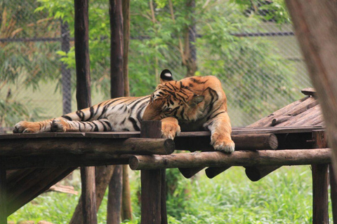 Bangalore, Mysore & Ooty Multi‑Day Tour Bangalore, Mysore & Ooty Guided Tour with 4*Star Hotel