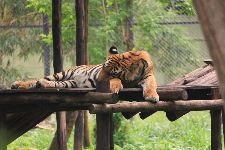 Bangalore, Mysore & Ooty Multi‑Day Tour Bangalore, Mysore & Ooty Guided Tour with 4*Star Hotel