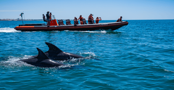 Premium Dolphin Watching & Algarve Local Sea Cave Boat Tour