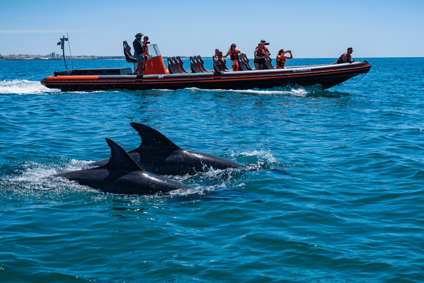 PREMIUM Dolphin Watching & Algarve Local Sea Cave Boat Tour - Dolphin Safari and Cave Tour in Vilamoura