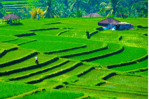 Jatiluwih: Trekking, Cycling and Cooking class in JatiluwihTrekking In Jatiluwih All includes