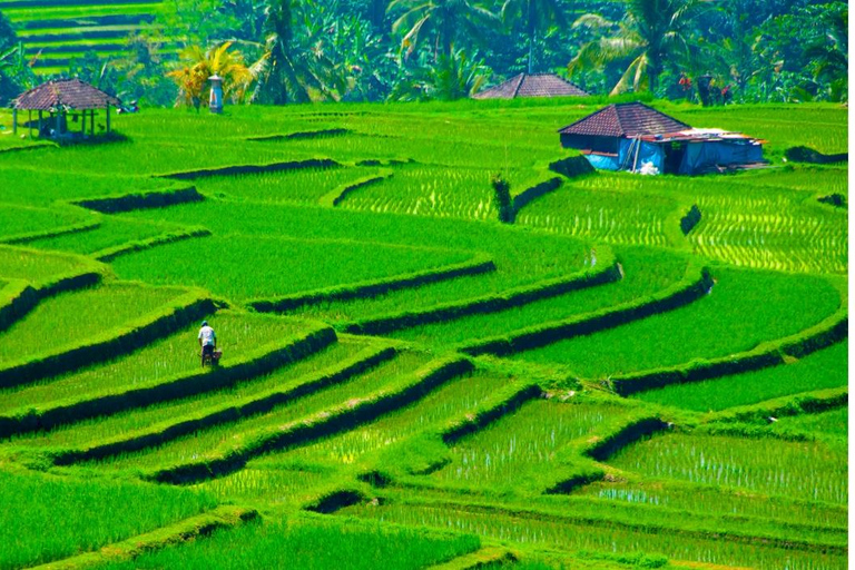 Jatiluwih: Trekking, Cycling and Cooking class in JatiluwihTrekking In Jatiluwih All includes