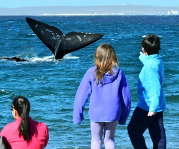 Vista de las ballenas: traslado a la playa de El Doradillo