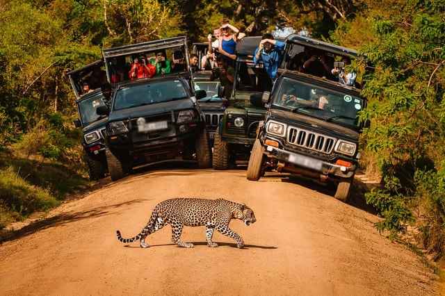 Sri Lanka 3-Day Yala Safari • Ella • Cultural Highlights