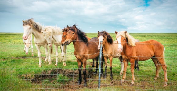 Reykjavik: Golden Circle & Meet the Icelandic Horses