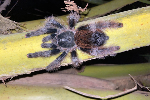 Da Cusco: 5 giorni di esplorazione e connessione nella Zona Riservata del ManuDa Cusco: 5 giorni di esplorazione e connessione nella Zona Riservata di Manu