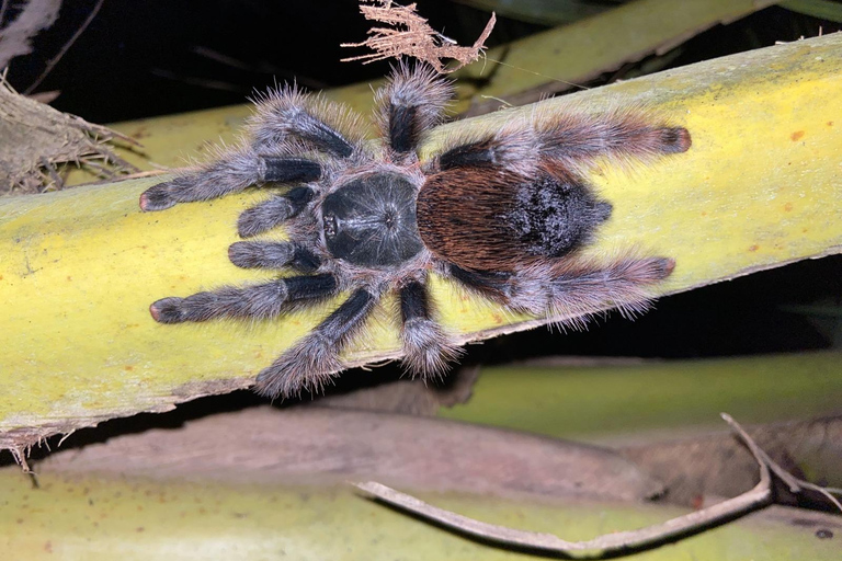 Da Cusco: 5 giorni di esplorazione e connessione nella Zona Riservata del ManuDa Cusco: 5 giorni di esplorazione e connessione nella Zona Riservata di Manu