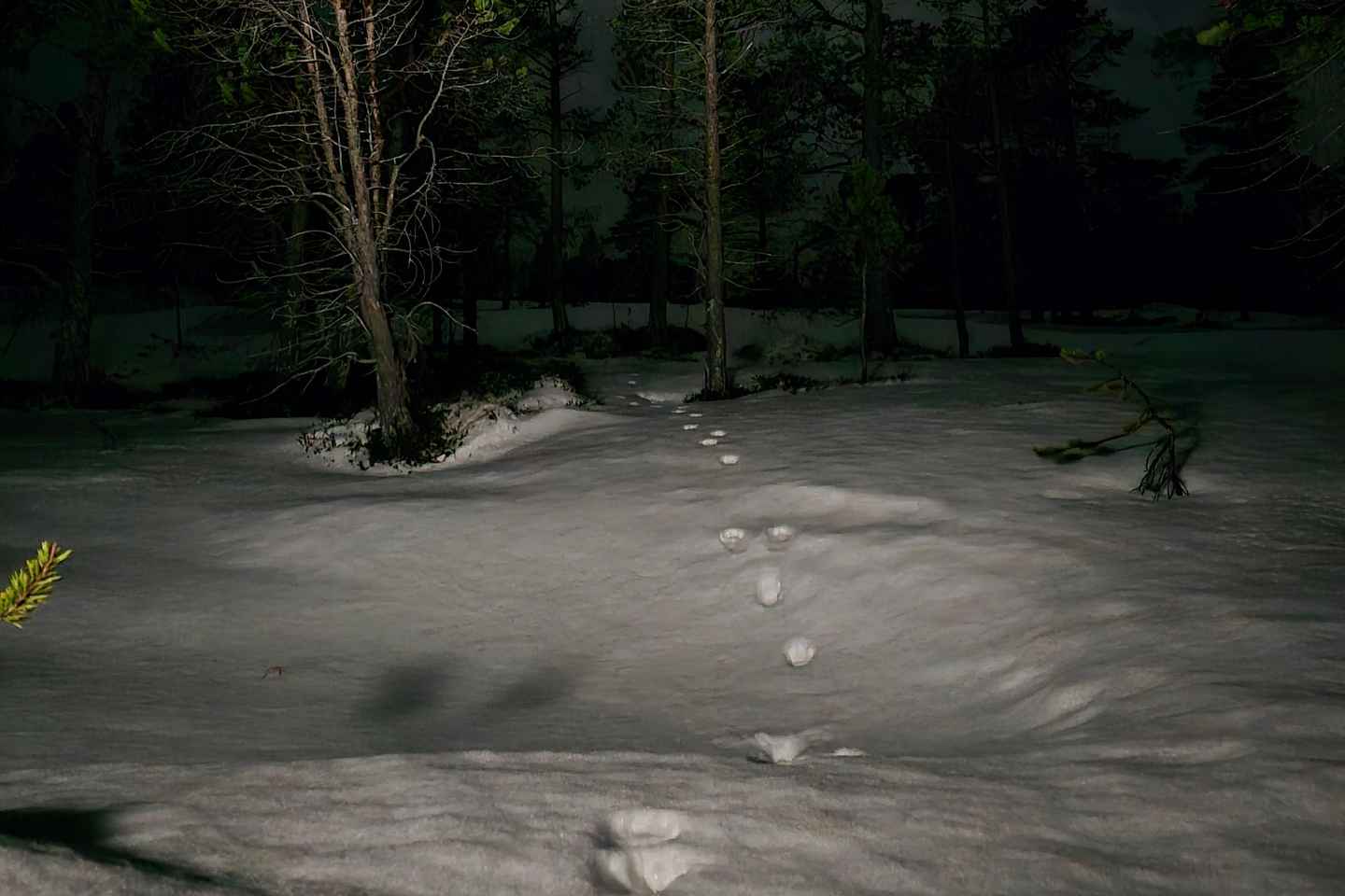 Tromsø: Northern Lights and a Starlit Adventure Tour