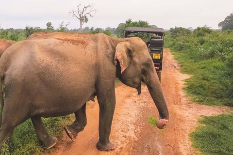 Sri Lanka: 28-tägige All Ceylon Tour