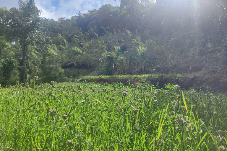 Ella: Visita guiada de um dia com visita a uma propriedade de chá