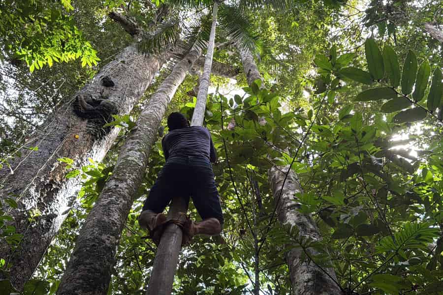Amazonas: 2-, 3-, 4- oder 5-Tages-Dschungel-Erlebnis. Foto: GetYourGuide Amazonas: 2-, 3-, 4- oder 5-Tages-Dschungel-Erlebnis. Foto: GetYourGuide