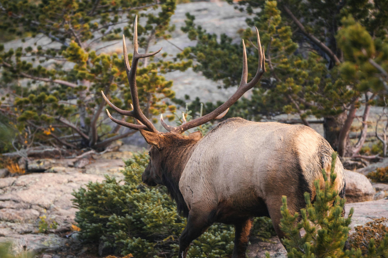 Calgary: Columbia Icefield & Skywalk, Peyto, Bow & Glaciers