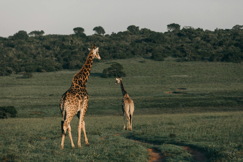 3 days mikumi and masai culture